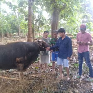 Sapi Milik Laode Rindo yang sempat hilang dicuri