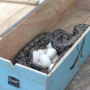 Ular Piton Kembali ditemukan Di Muna