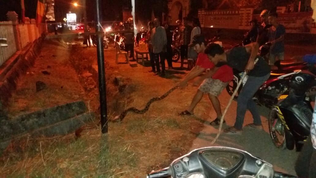 penemuan ular oleh warga muna