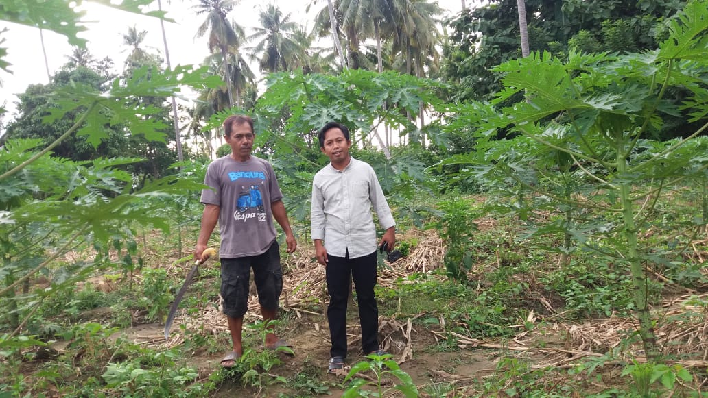 Ardi A, SP., MP Wakil Ketua DPRD Bombana saat mengunjungi Petani Pepaya California di Poleang Timur Bombana