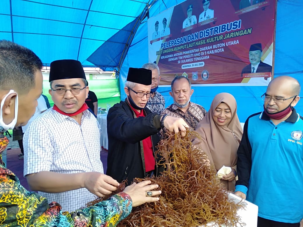 Wagub Sultra, Lukman Abunawas didampingi Bupati Butur Abu Hasan saat melepas Bibit Unggul Rumput laut Hasil Kultur Jaringan