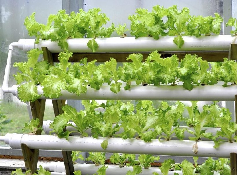 Ilustrasi Tanaman Hidroponik [sumber : internet]