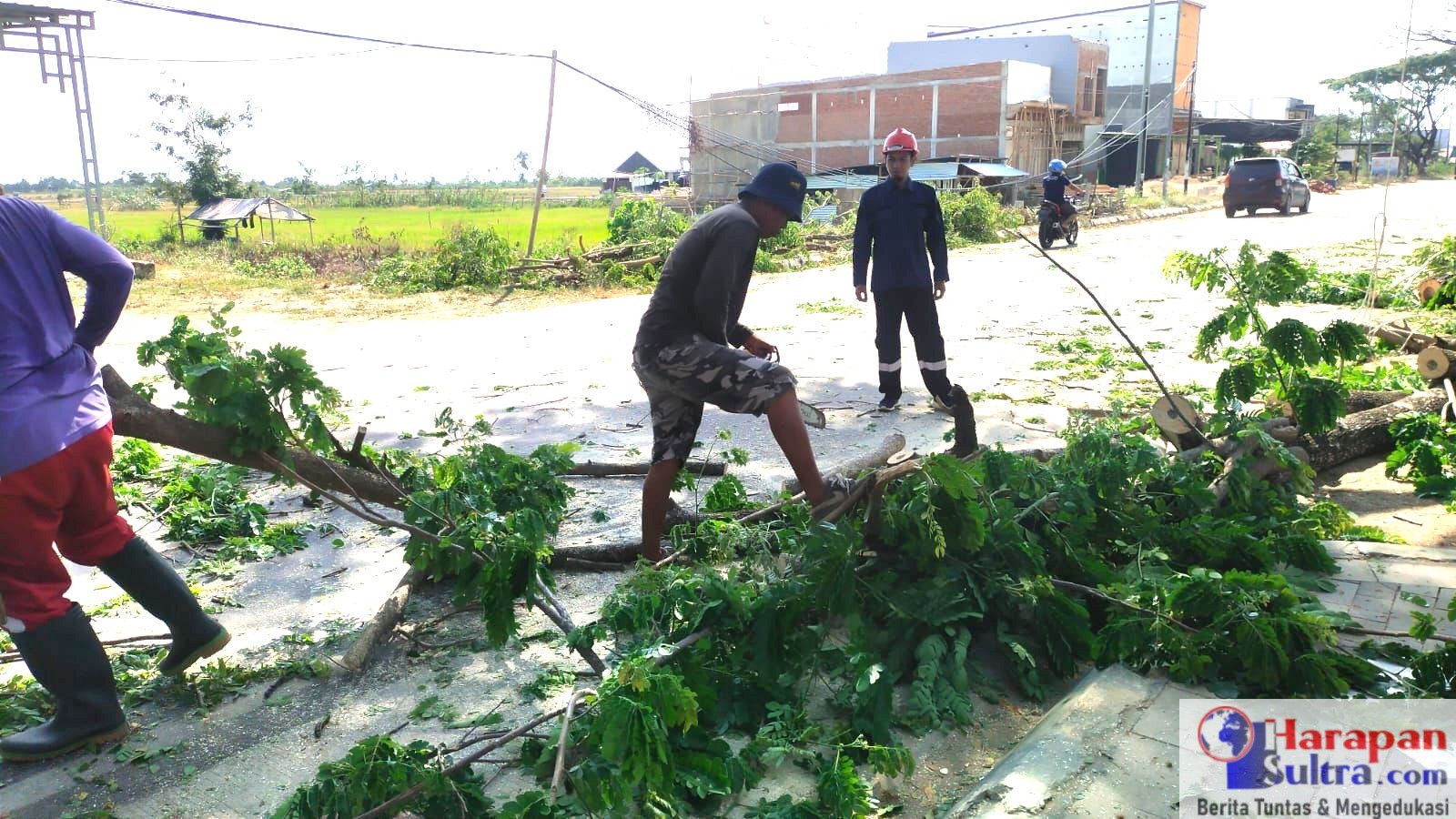 Petugas DLH Bombana saat memangkas Pohon Pelindung Jalan